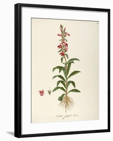Lobeliaceae-null-Framed Giclee Print
