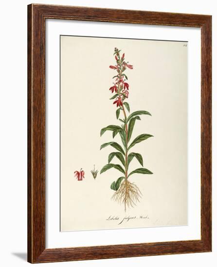 Lobeliaceae-null-Framed Giclee Print