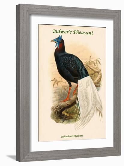 Lobiophasis Bulweri - Bulwer's Pheasant-John Gould-Framed Art Print