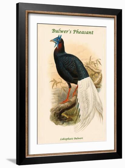 Lobiophasis Bulweri - Bulwer's Pheasant-John Gould-Framed Art Print