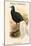 Lobiophasis Bulweri - Bulwer's Pheasant-John Gould-Mounted Art Print