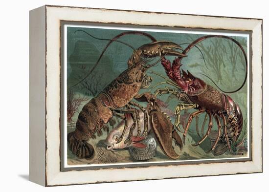 Lobster and Spiny Lobster by Alfred Edmund Brehm-Stefano Bianchetti-Framed Premier Image Canvas