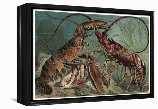 Lobster and Spiny Lobster by Alfred Edmund Brehm-Stefano Bianchetti-Framed Premier Image Canvas