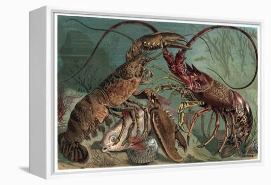 Lobster and Spiny Lobster by Alfred Edmund Brehm-Stefano Bianchetti-Framed Premier Image Canvas