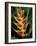 Lobster Claw, Roseau, Dominica-David Herbig-Framed Photographic Print