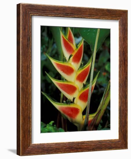 Lobster Claw, Roseau, Dominica-David Herbig-Framed Photographic Print