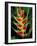 Lobster Claw, Roseau, Dominica-David Herbig-Framed Photographic Print