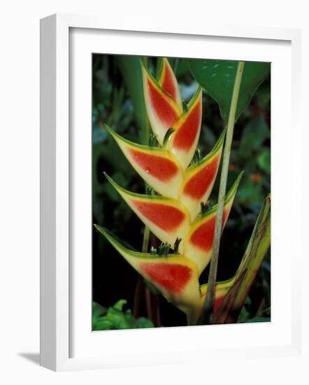 Lobster Claw, Roseau, Dominica-David Herbig-Framed Photographic Print