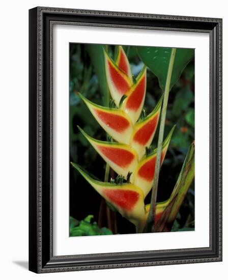 Lobster Claw, Roseau, Dominica-David Herbig-Framed Photographic Print