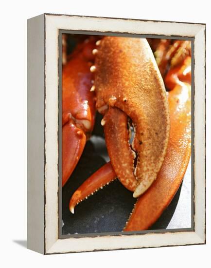 Lobster Claws-Winfried Heinze-Framed Premier Image Canvas