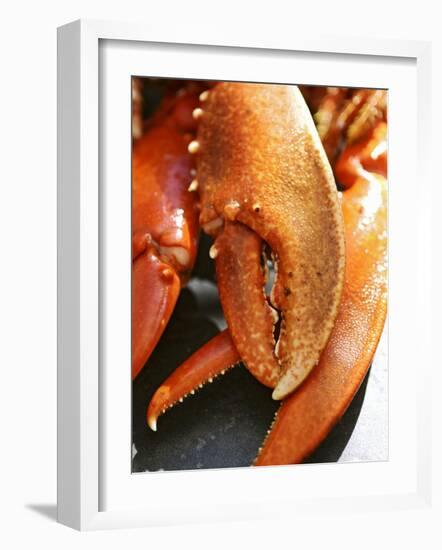 Lobster Claws-Winfried Heinze-Framed Photographic Print