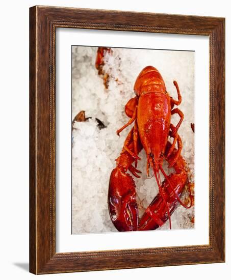 Lobster For Sale in Alma, New Brunswick, Canada, North America-Michael DeFreitas-Framed Photographic Print