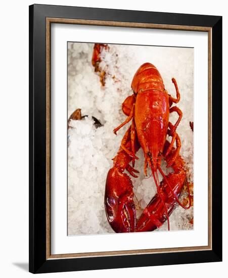 Lobster For Sale in Alma, New Brunswick, Canada, North America-Michael DeFreitas-Framed Photographic Print