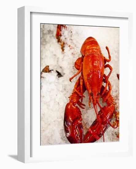 Lobster For Sale in Alma, New Brunswick, Canada, North America-Michael DeFreitas-Framed Photographic Print