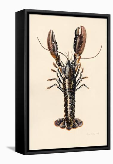 Lobster from Solva, 2014-Alison Cooper-Framed Premier Image Canvas