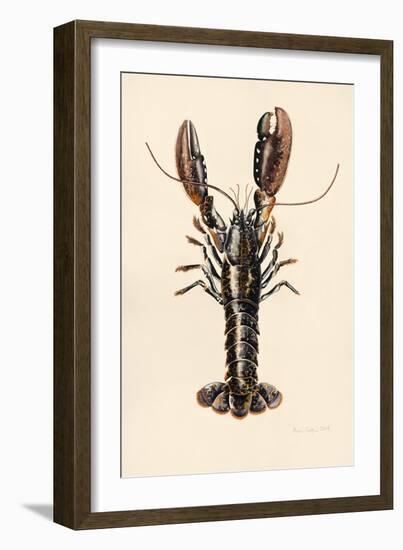 Lobster from Solva, 2014-Alison Cooper-Framed Giclee Print