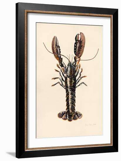 Lobster from Solva, 2014-Alison Cooper-Framed Giclee Print