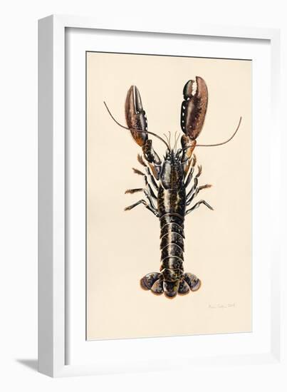 Lobster from Solva, 2014-Alison Cooper-Framed Giclee Print