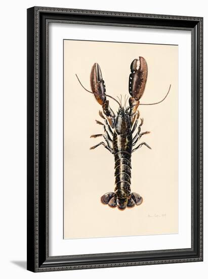 Lobster from Solva, 2014-Alison Cooper-Framed Giclee Print
