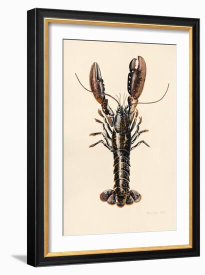 Lobster from Solva, 2014-Alison Cooper-Framed Giclee Print