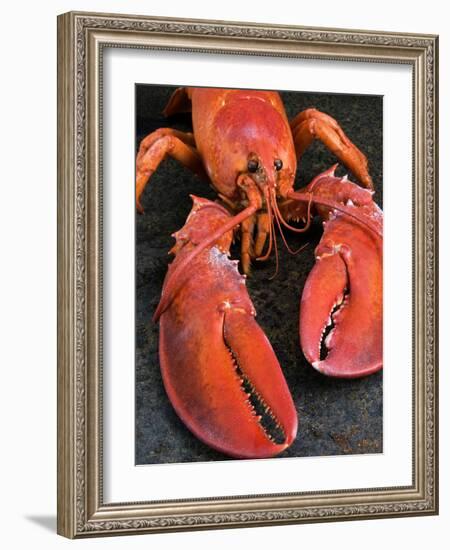 Lobster (Homarus Americanus)-Nico Tondini-Framed Photographic Print