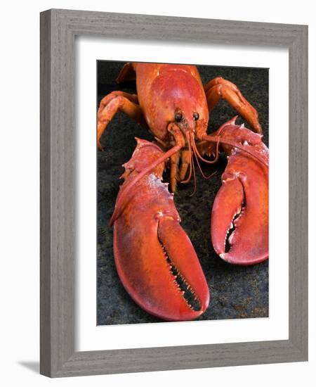 Lobster (Homarus Americanus)-Nico Tondini-Framed Photographic Print