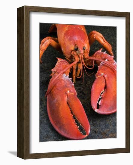 Lobster (Homarus Americanus)-Nico Tondini-Framed Photographic Print