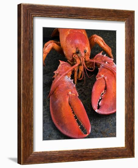 Lobster (Homarus Americanus)-Nico Tondini-Framed Photographic Print