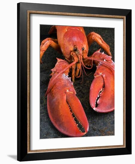 Lobster (Homarus Americanus)-Nico Tondini-Framed Photographic Print