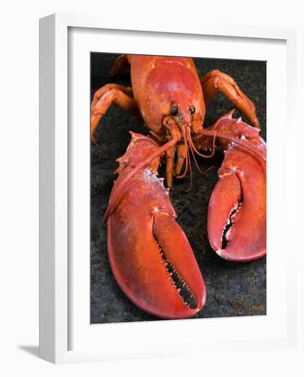 Lobster (Homarus Americanus)-Nico Tondini-Framed Photographic Print