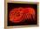 Lobster Neon Sign-Lantern Press-Framed Stretched Canvas