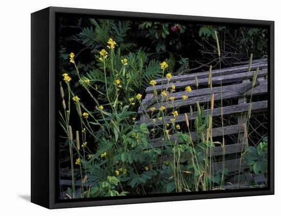 Lobster Traps, Maine, USA-Jerry & Marcy Monkman-Framed Premier Image Canvas