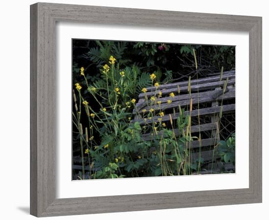 Lobster Traps, Maine, USA-Jerry & Marcy Monkman-Framed Photographic Print