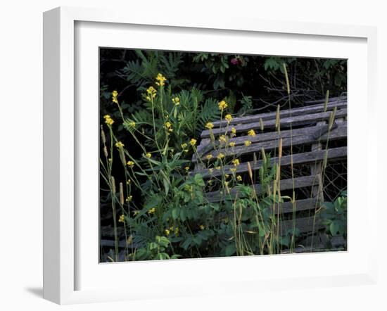 Lobster Traps, Maine, USA-Jerry & Marcy Monkman-Framed Photographic Print