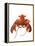 Lobster-David Nunuk-Framed Premier Image Canvas