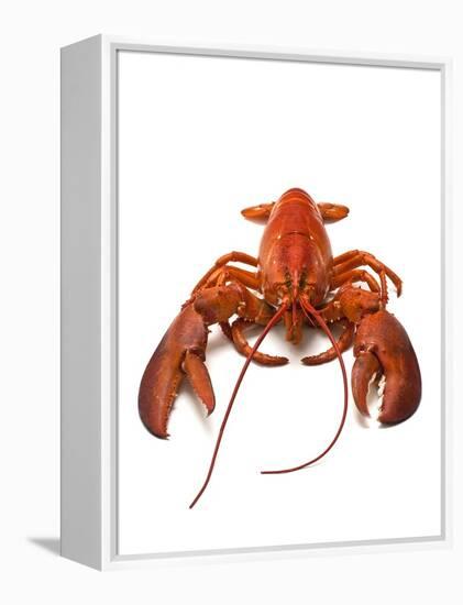 Lobster-David Nunuk-Framed Premier Image Canvas