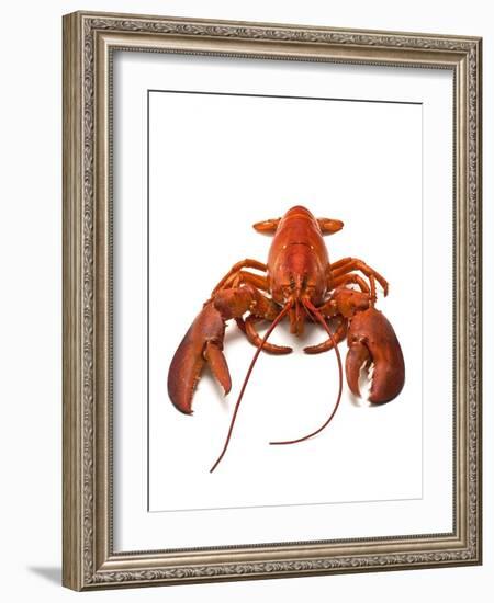 Lobster-David Nunuk-Framed Photographic Print
