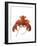 Lobster-David Nunuk-Framed Photographic Print