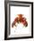 Lobster-David Nunuk-Framed Photographic Print