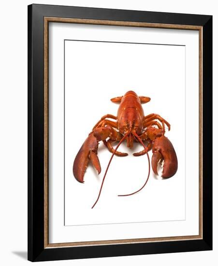 Lobster-David Nunuk-Framed Photographic Print