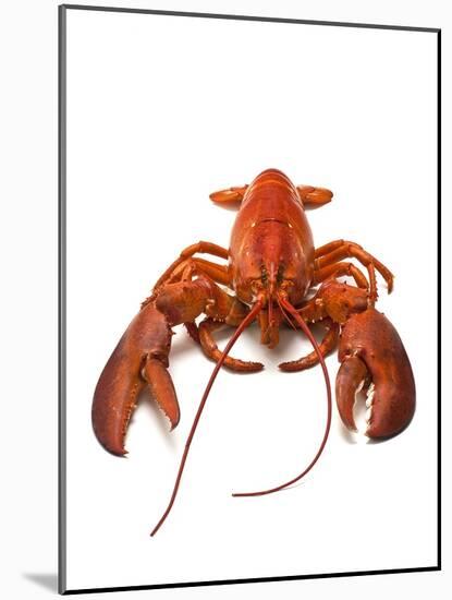 Lobster-David Nunuk-Mounted Photographic Print