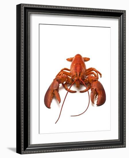 Lobster-David Nunuk-Framed Photographic Print