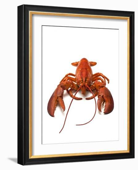 Lobster-David Nunuk-Framed Photographic Print