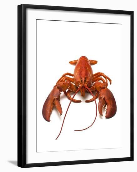 Lobster-David Nunuk-Framed Photographic Print