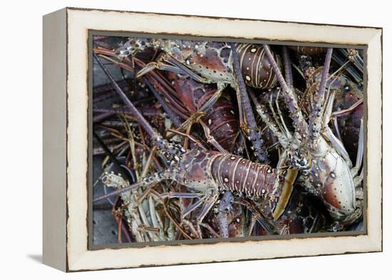 Lobsters, Anegada Island, British Virgin Islands, West Indies, Caribbean, Central America-Jean-Pierre DeMann-Framed Premier Image Canvas