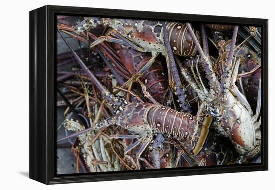 Lobsters, Anegada Island, British Virgin Islands, West Indies, Caribbean, Central America-Jean-Pierre DeMann-Framed Premier Image Canvas