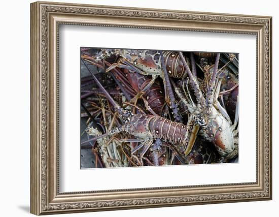 Lobsters, Anegada Island, British Virgin Islands, West Indies, Caribbean, Central America-Jean-Pierre DeMann-Framed Photographic Print