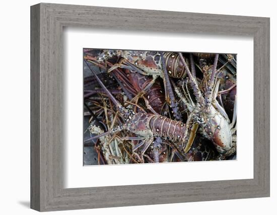 Lobsters, Anegada Island, British Virgin Islands, West Indies, Caribbean, Central America-Jean-Pierre DeMann-Framed Photographic Print