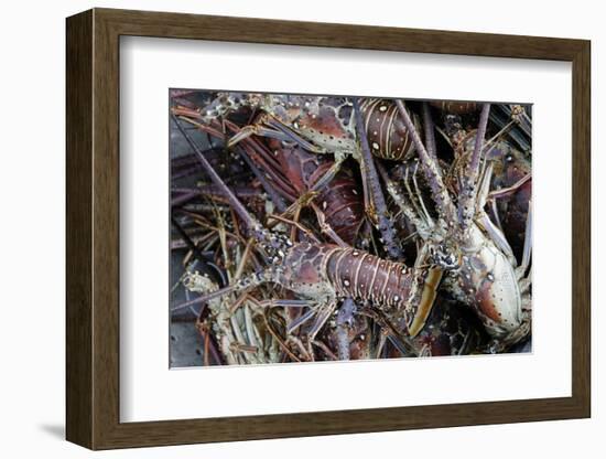 Lobsters, Anegada Island, British Virgin Islands, West Indies, Caribbean, Central America-Jean-Pierre DeMann-Framed Photographic Print