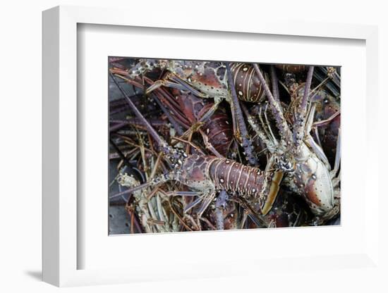 Lobsters, Anegada Island, British Virgin Islands, West Indies, Caribbean, Central America-Jean-Pierre DeMann-Framed Photographic Print